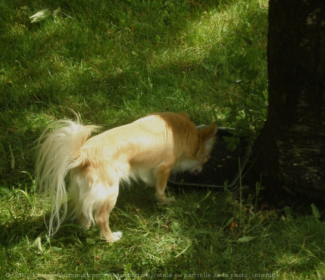 Photo de Chihuahua  poil long