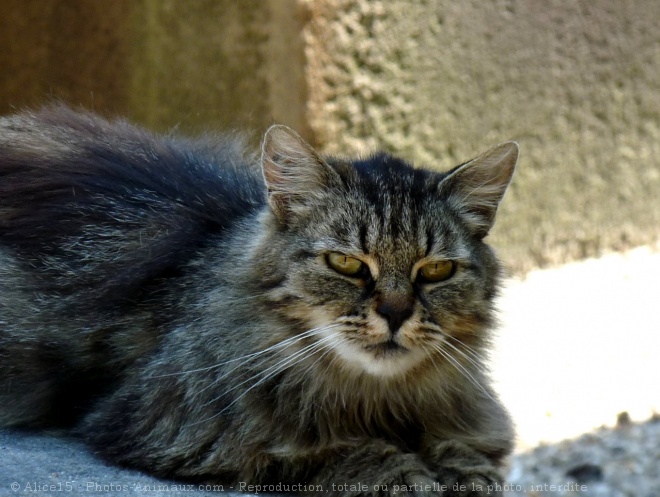 Photo de Chat domestique