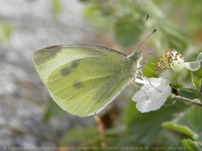 Photo de Papillon