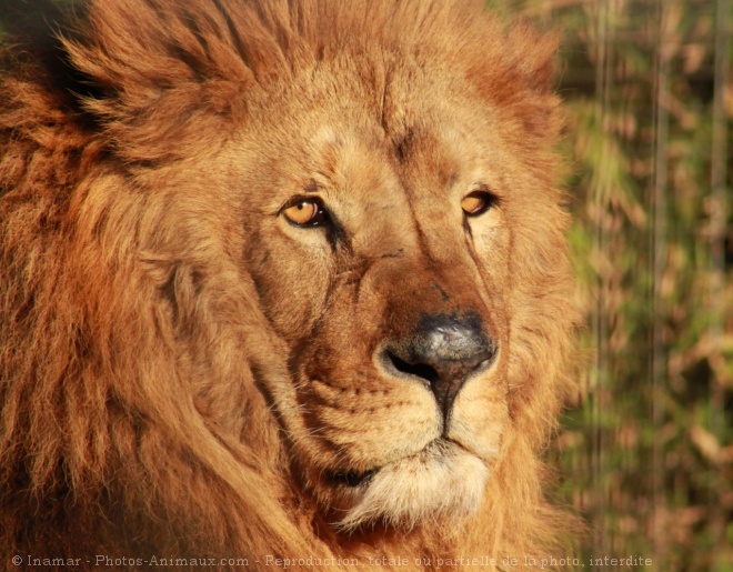 Photo de Lion