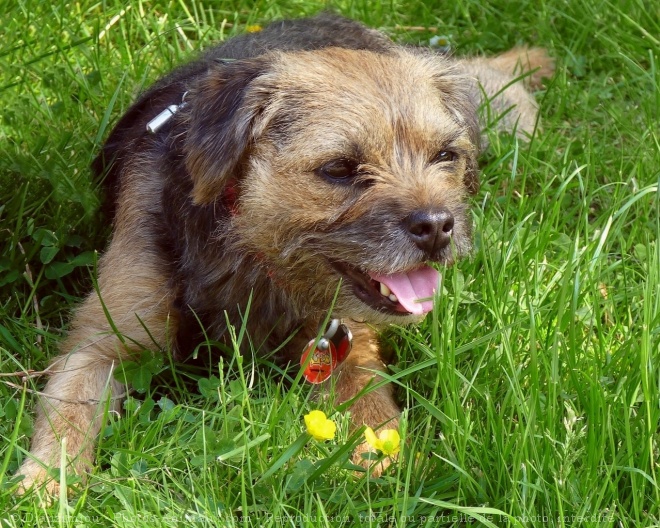 Photo de Border terrier