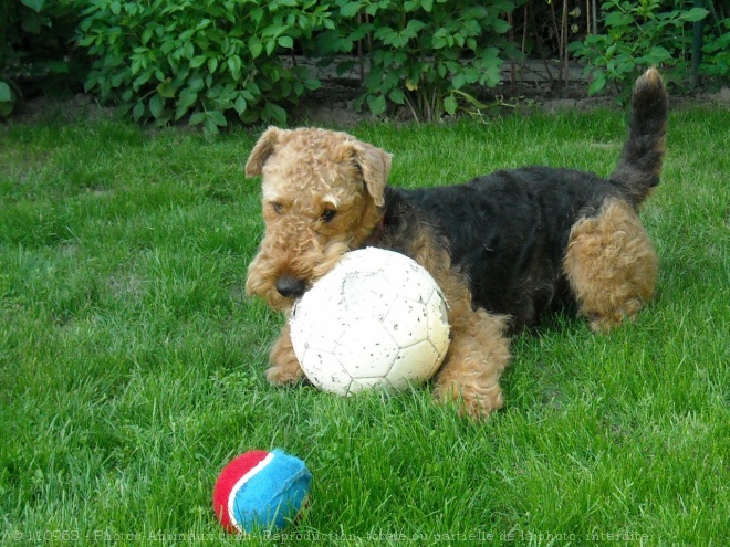 Photo d'Airedale terrier