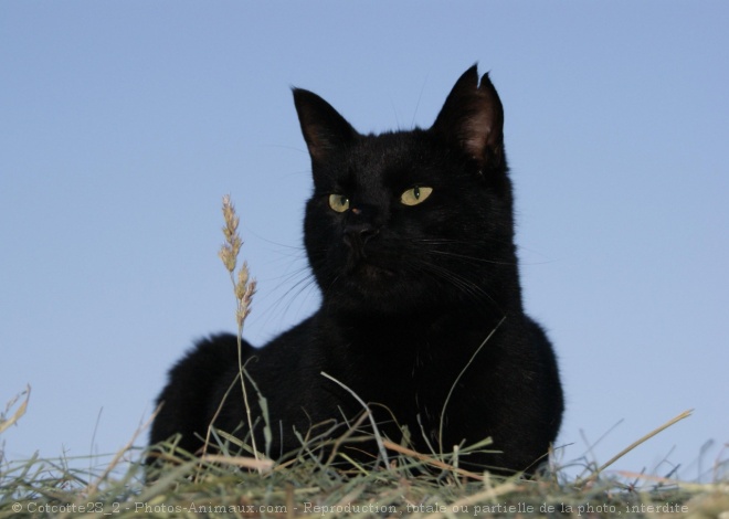 Photo de Chat domestique