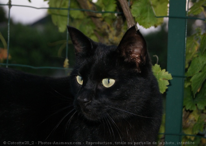 Photo de Chat domestique