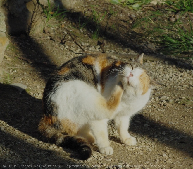 Photo de Chat domestique