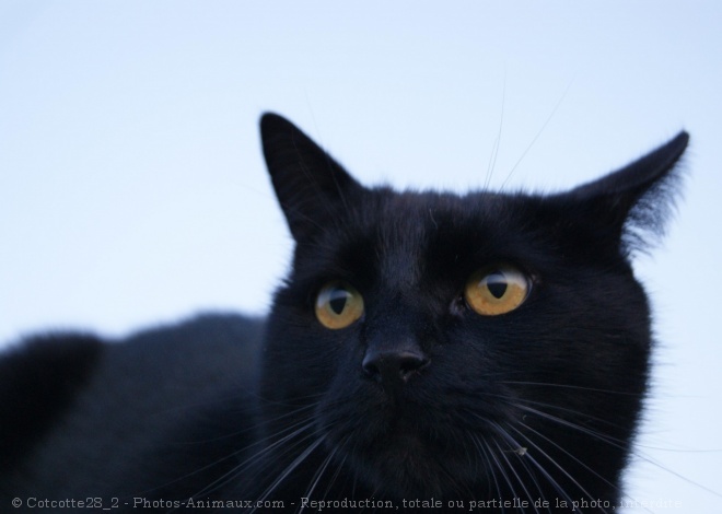 Photo de Chat domestique