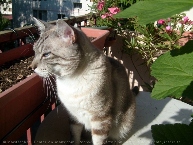 Photo de Chat domestique