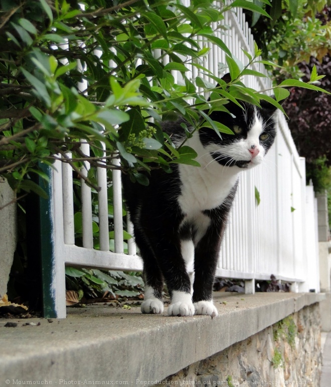 Photo de Chat domestique