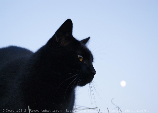 Photo de Chat domestique