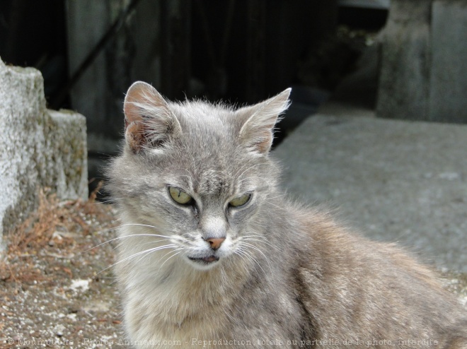 Photo de Chat domestique