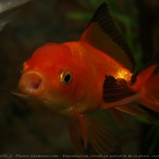 Photo de Poissons rouges