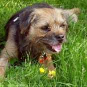 Photo de Border terrier