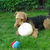 Photo d'Airedale terrier