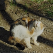 Photo de Chat domestique