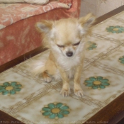 Photo de Chihuahua  poil long