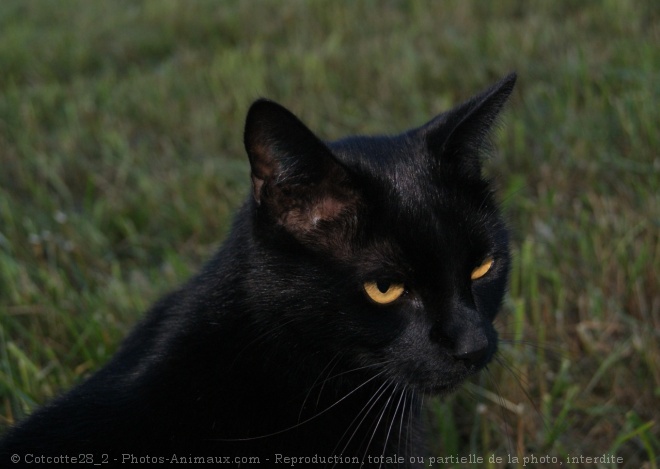 Photo de Chat domestique