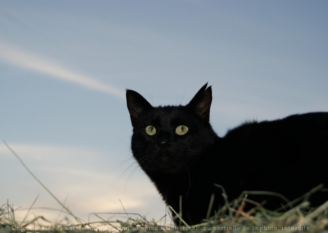 Photo de Chat domestique