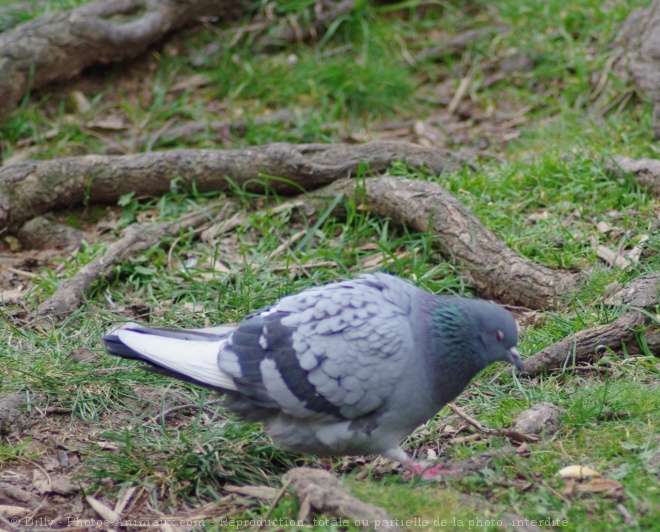 Photo de Pigeon