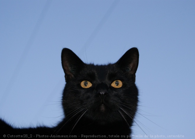 Photo de Chat domestique