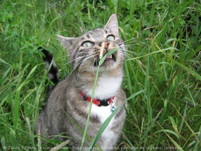 Photo de Chat domestique