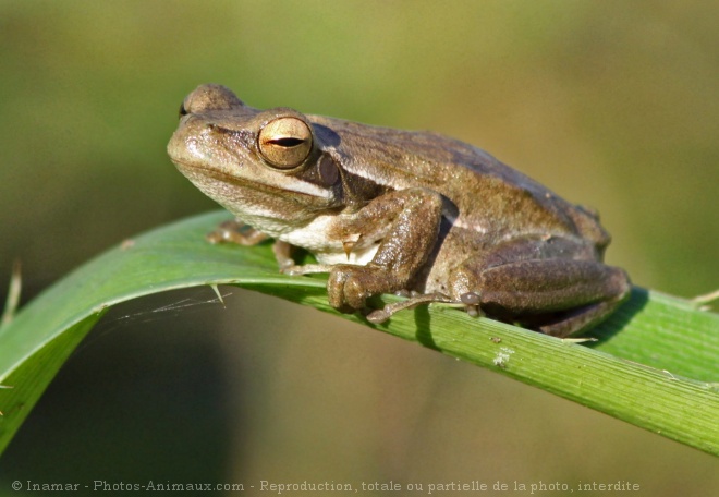 Photo de Grenouille