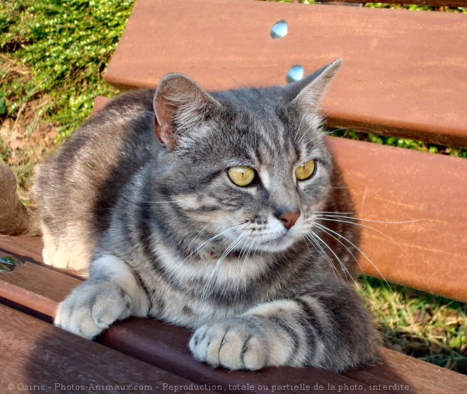 Photo de Chat domestique