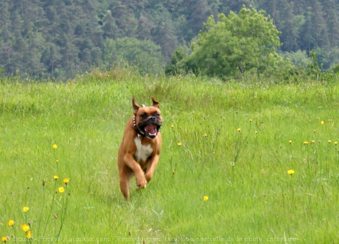 Photo de Boxer