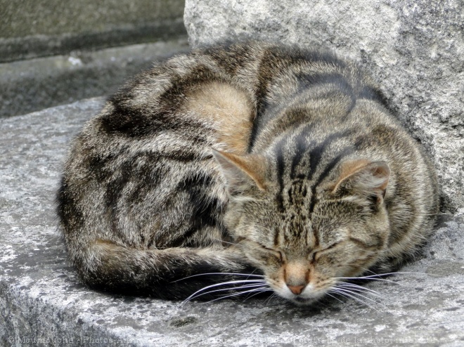 Photo de Chat domestique