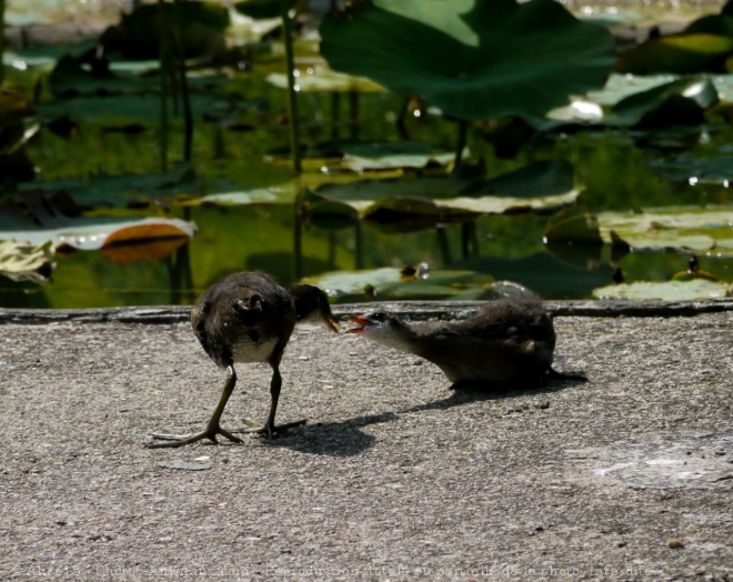 Photo de Poule d'eau