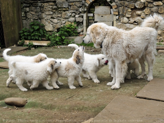 Photo de Chien de montagne des pyrnes