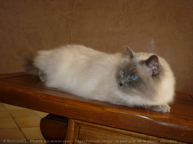 Photo de Ragdoll