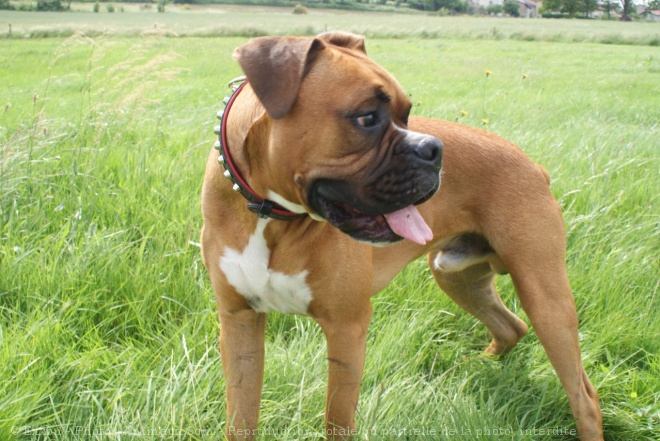 Photo de Boxer