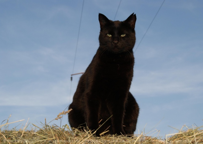 Photo de Chat domestique