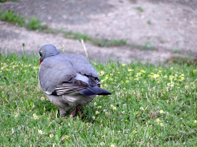 Photo de Pigeon