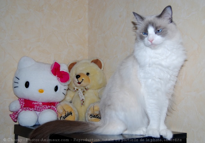 Photo de Ragdoll