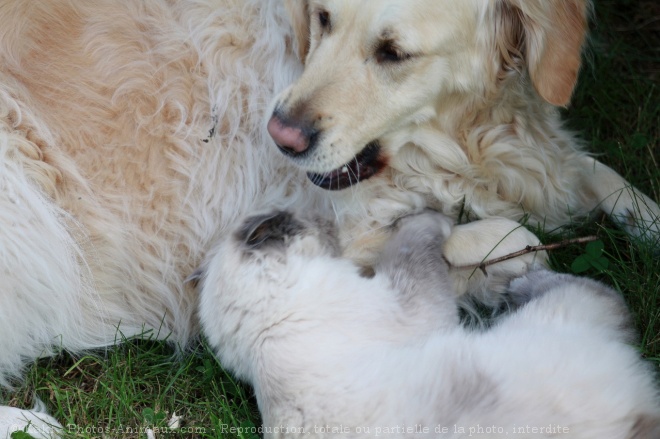 Photo de Golden retriever