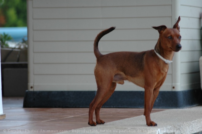 Photo de Pinscher nain