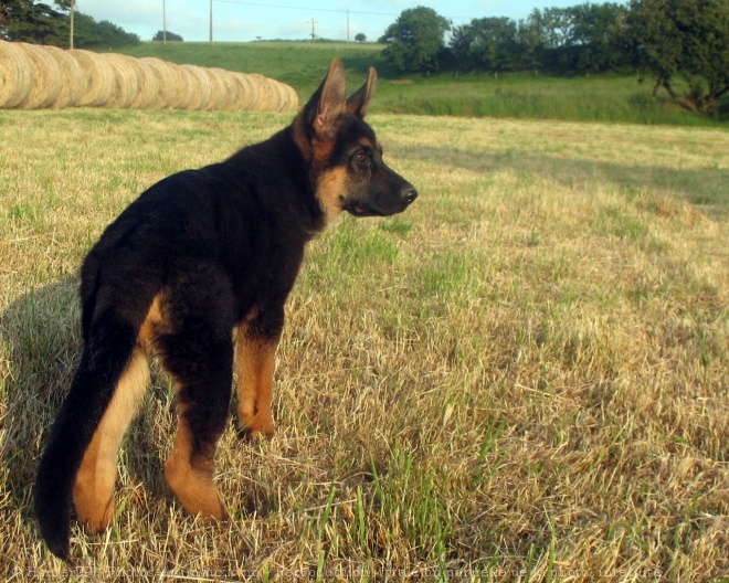 Photo de Berger allemand  poil court