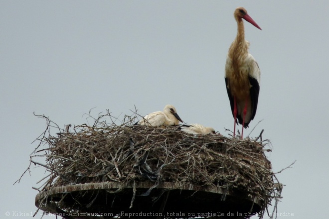 Photo de Cigogne