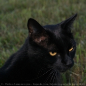 Photo de Chat domestique