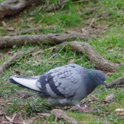 Photo de Pigeon