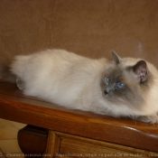 Photo de Ragdoll