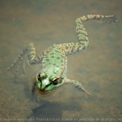 Photo de Grenouille