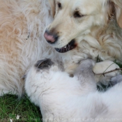 Photo de Golden retriever