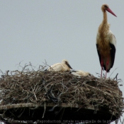 Photo de Cigogne