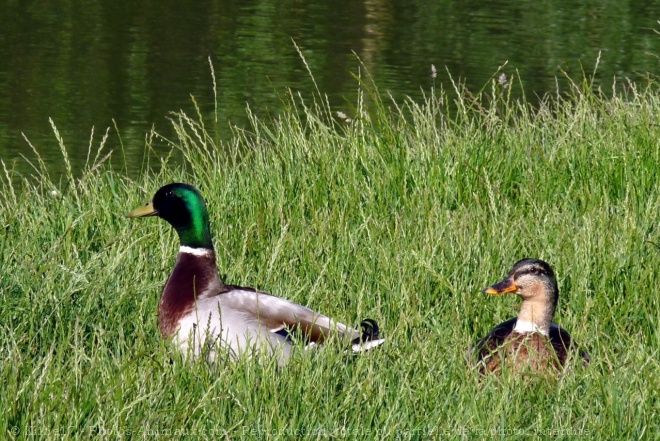 Photo de Canard colvert