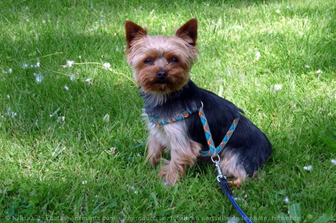 Photo de Yorkshire terrier