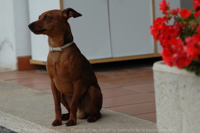 Photo de Pinscher nain