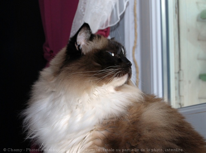 Photo de Ragdoll