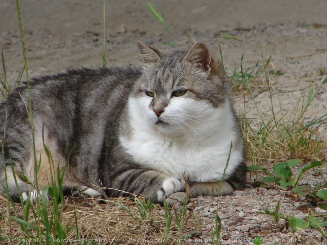 Photo de Chat domestique